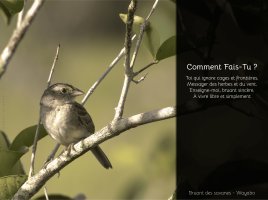 3ème Prix de la CCDS : Bruant des Savanes – Yohan SAMBIN